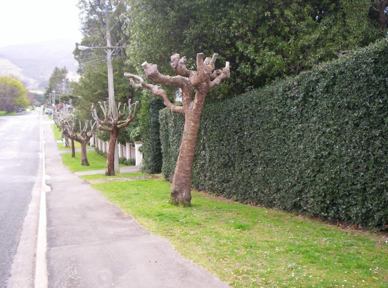 Free stock image of Pollarding created by Peter Alexander Robb