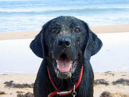 Free Stock Photo of Murph the Surf