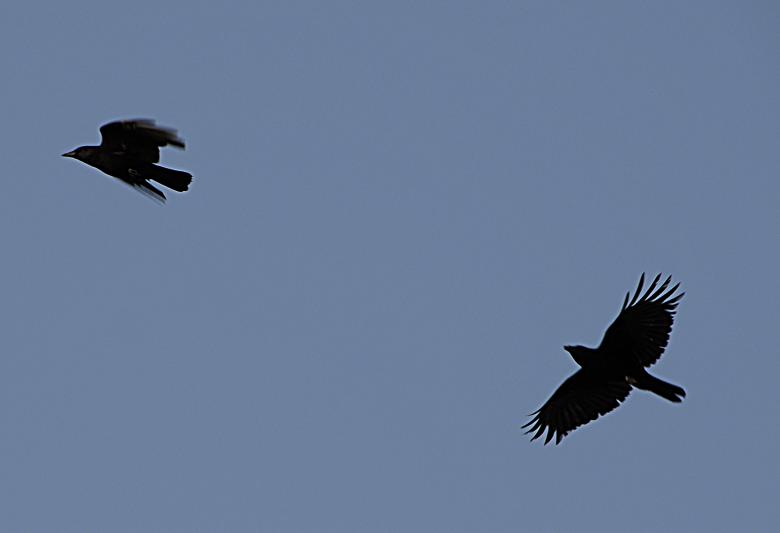 Free stock image of Chase of the Crows created by j. l. johnson