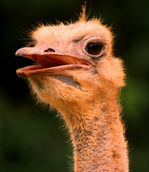 Long Neck - Free Stock Photo
