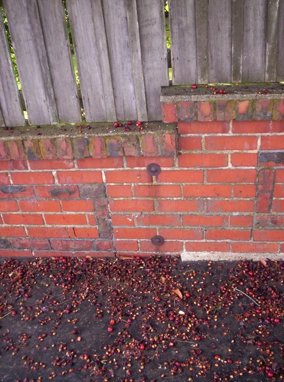 Free stock image of Stoned Brick Wall created by Peter Alexander Robb