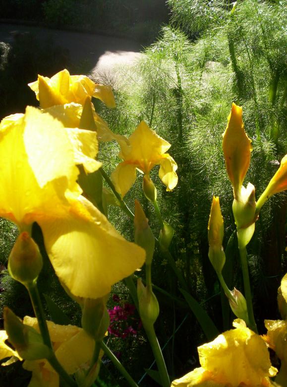 Free stock image of Early Morning Dill and Gladioli created by Peter Alexander Robb