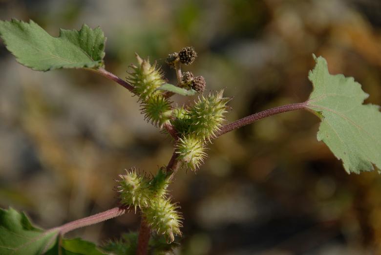 Free stock image of Thistles created by j. l. johnson