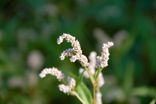 Free Stock Photo of Lake Weed