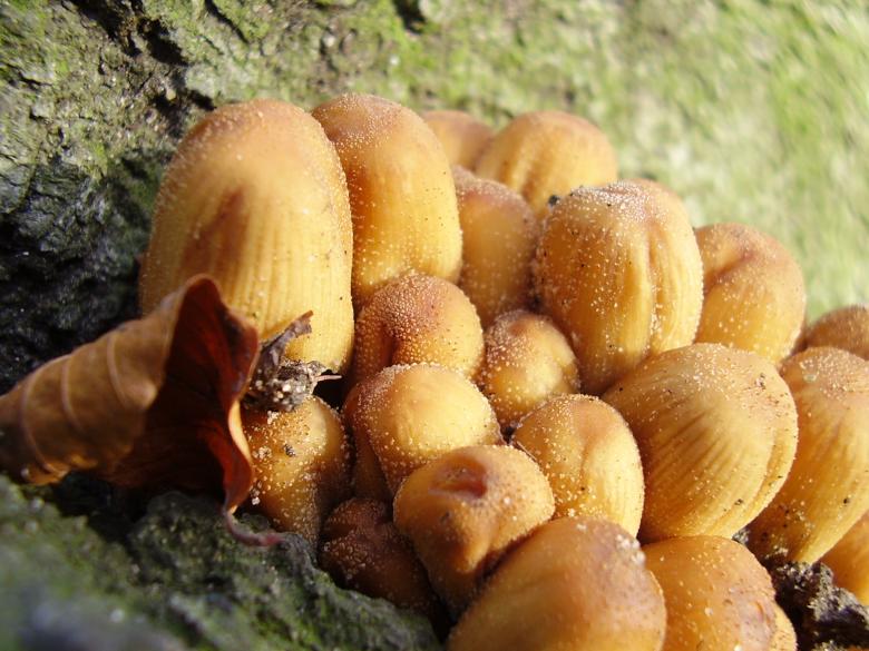 Free stock image of Frosty Toadstools created by andrew faulkner