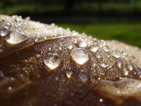 Watery Leaf - Free Stock Photo
