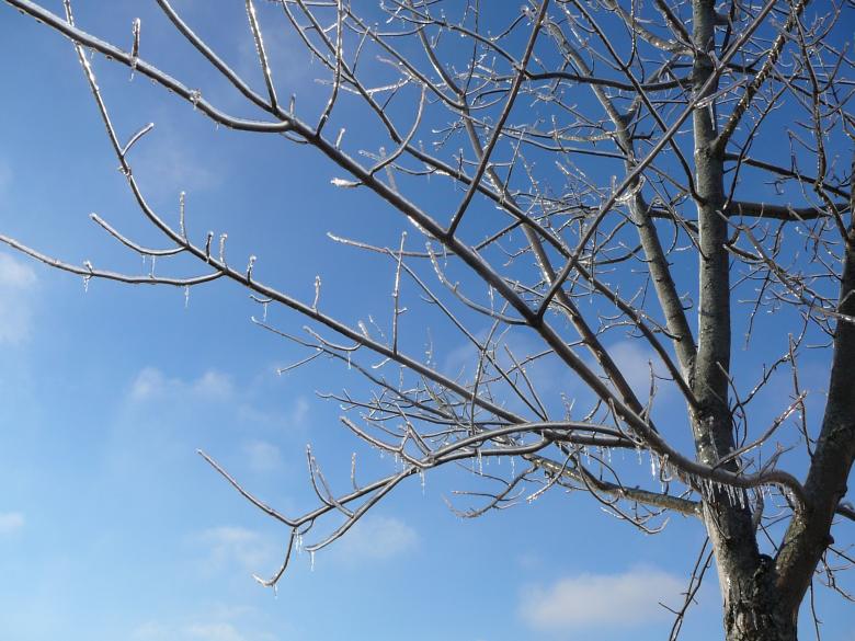 Free stock image of Big Icy Tree created by whitney smith