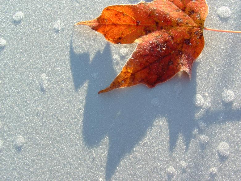 Free stock image of Frost and Leaf created by kimberly phirman