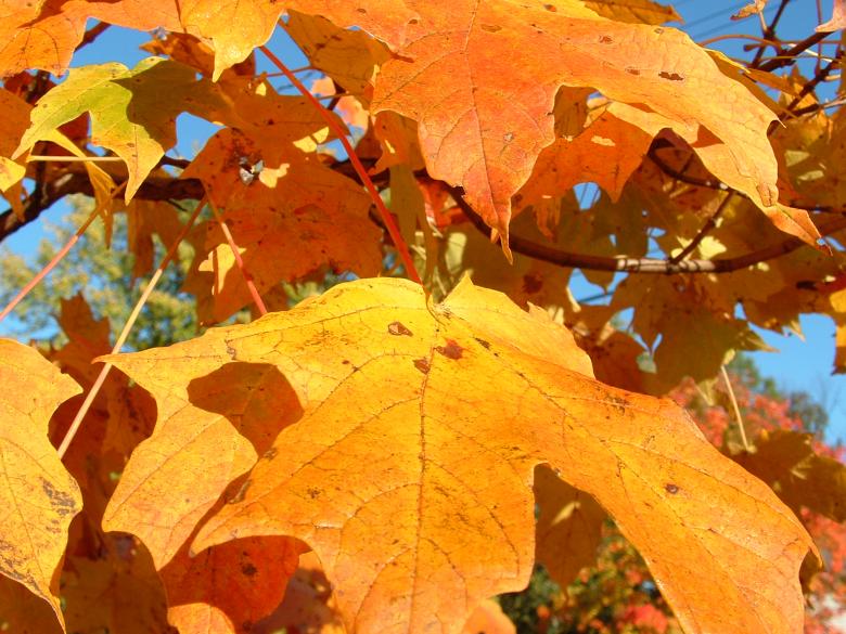 Free stock image of Orange Leaf Macro created by kimberly phirman