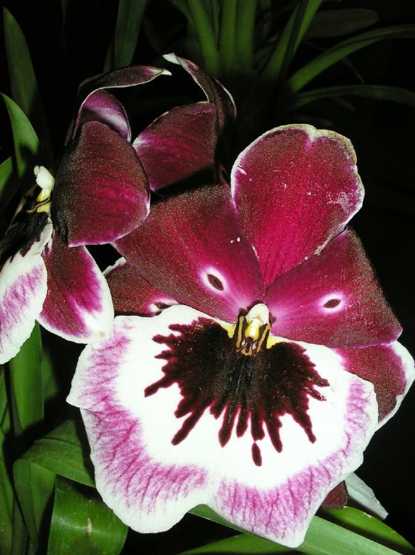 Free stock image of Pansy Orchid: Miltonia created by barb chandler