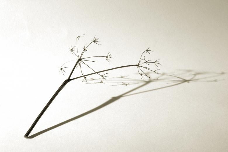 Free stock image of Branch on white created by christian taylor hauschild