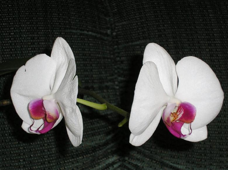 Free stock image of Phalaenopsis Orchid created by barb chandler