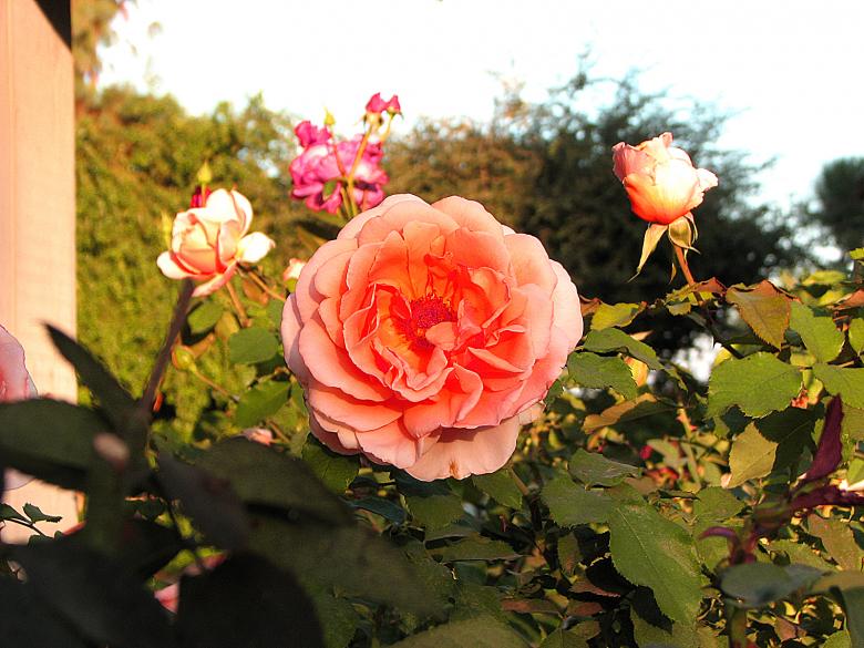 Free stock image of Pink Rose created by bonnie l. mahaffey