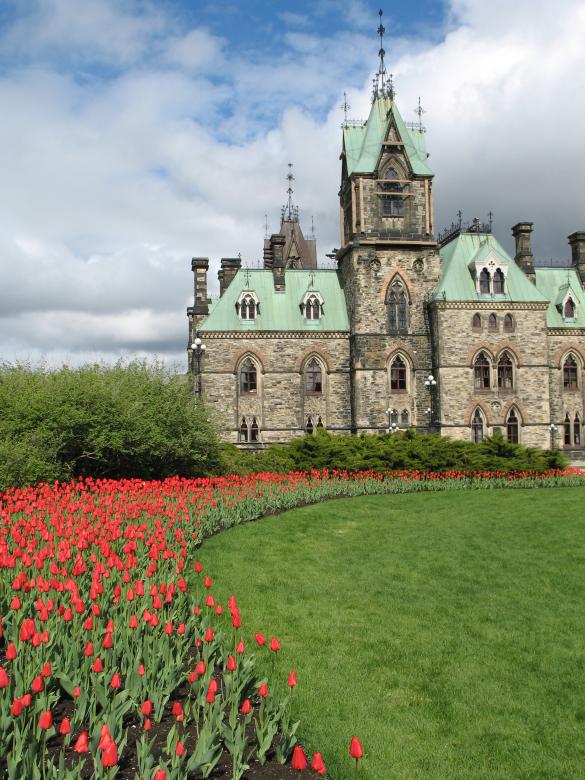 Free stock image of Ottawa Tulips created by yabin ge