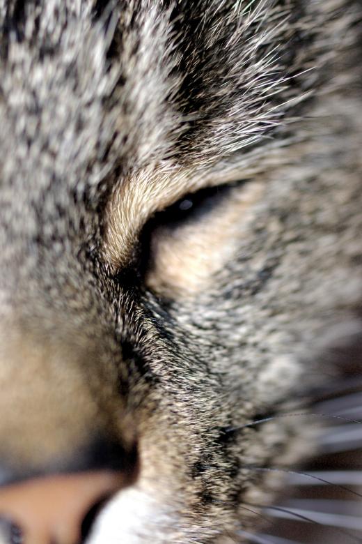 Free stock image of Kitty created by fr