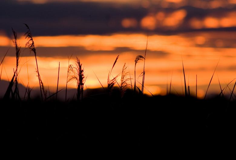 Free stock image of Sunset behind the bushes created by fr