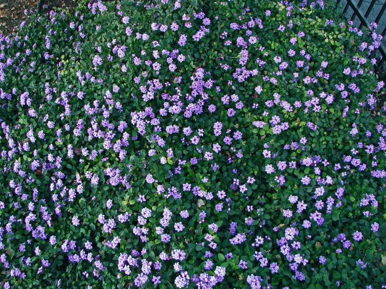 Free stock image of Little Purple Flowers created by bonnie l. mahaffey