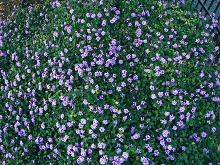Little Purple Flowers - Free Stock Photo