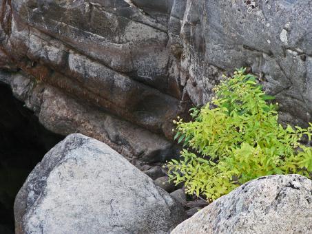 Free Stock Photo of Plants and Boulders