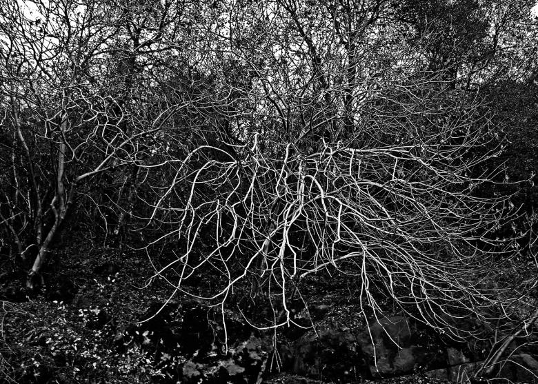 Free stock image of Stripped by Fall created by j. l. johnson