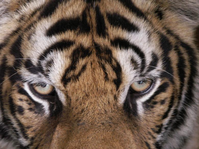 Free stock image of Endangered But Not Ready To Go created by elaine walsh