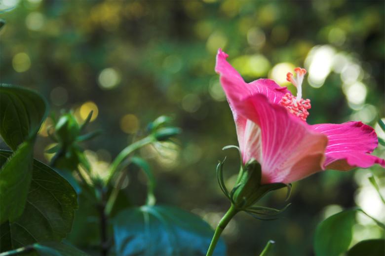 Free stock image of Flower created by manuel b. liban