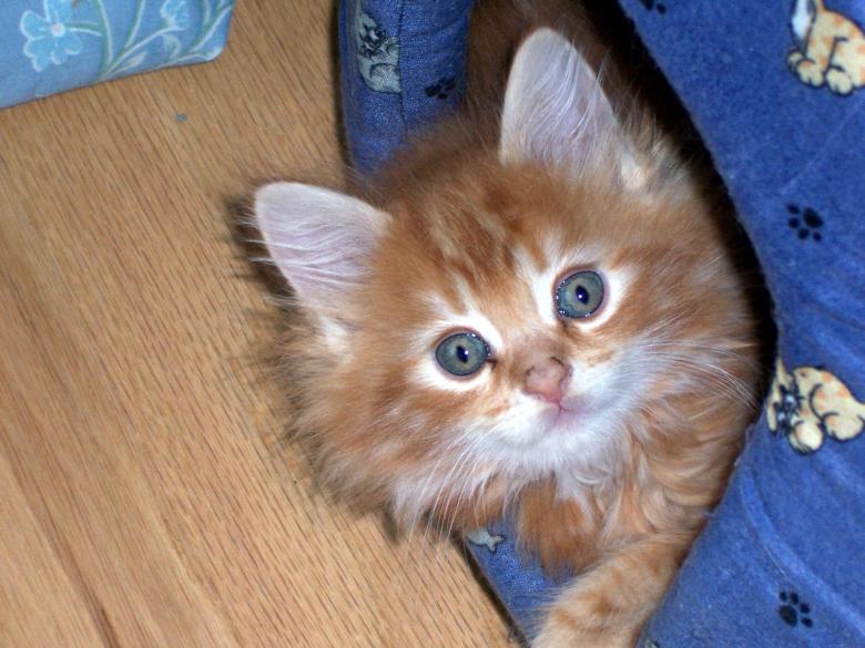 Free stock image of MAINE COON BABY created by susan aceto