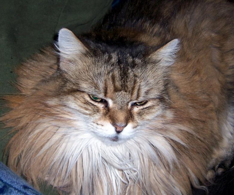 Free stock image of MISTY created by susan aceto