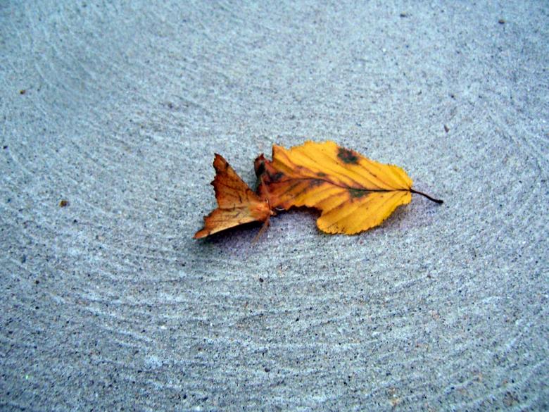 Free stock image of MOTH OR LEAF created by susan aceto