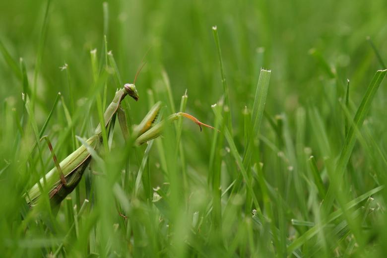 Free stock image of Sea of Green created by trevor henry