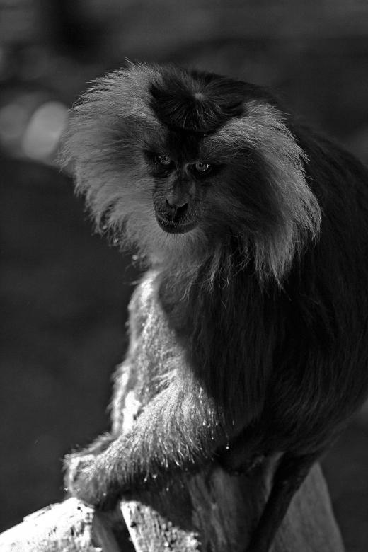 Free stock image of Evil Stare created by trevor henry