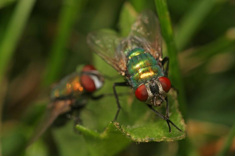 Free stock image of Two Flies created by trevor henry