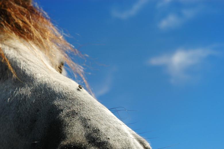 Free stock image of The horse and the fly created by j. hoek