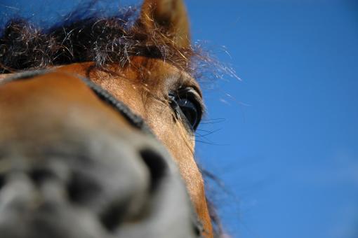 Horse - Free Stock Photo