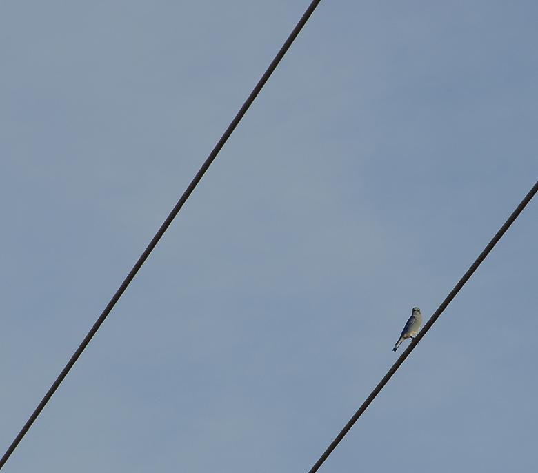 Free stock image of Blue Bird on a Wire created by j. l. johnson