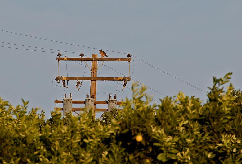 Free stock image of Hawk on a Pole created by j. l. johnson