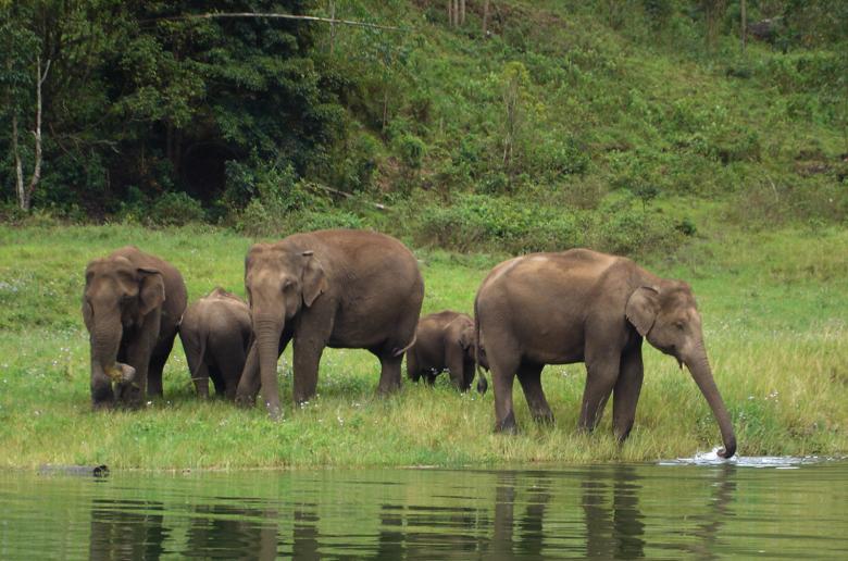 Free stock image of Herd of thirsty elephants created by rosary jennifer