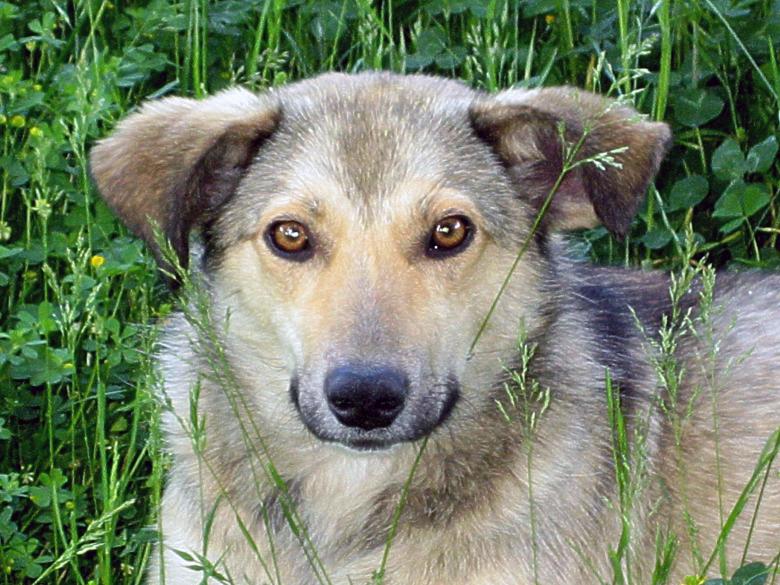 Free stock image of Devoted as a dog created by vyacheslavpopov