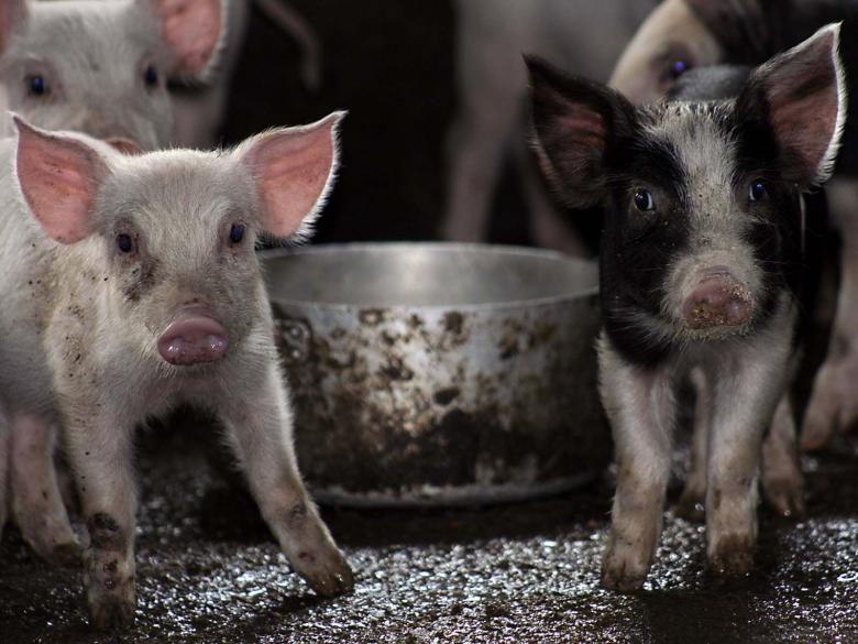 Free stock image of Pigs created by desislava marangozova
