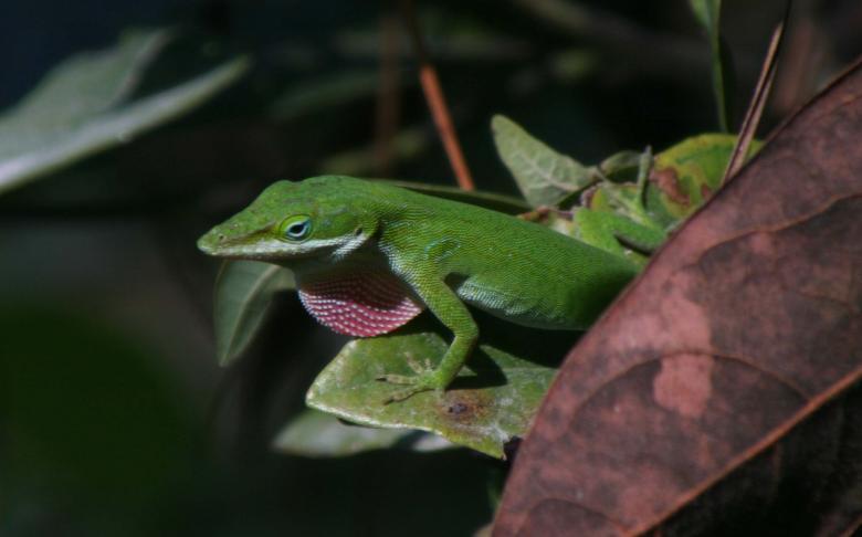 Free stock image of Excited anole created by robert m mckenzie iii