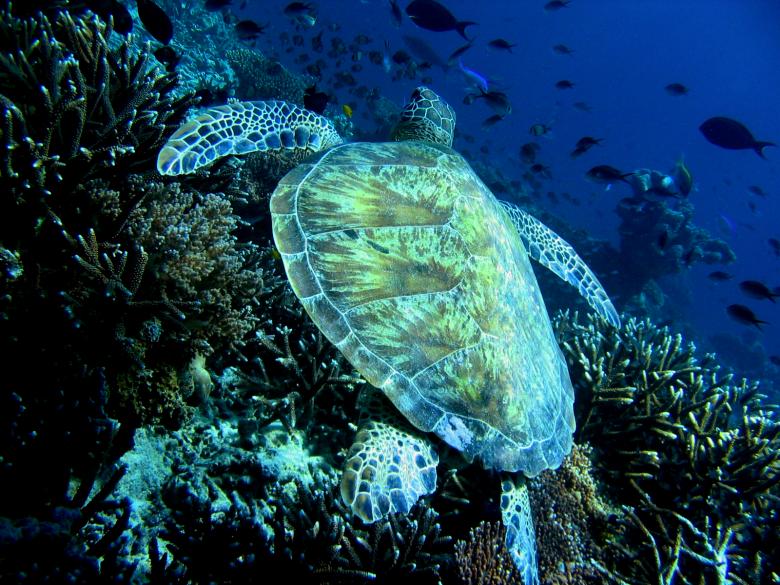 Free stock image of Malaysian turtle created by barry russell