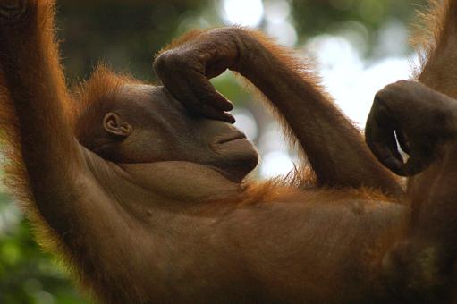 Orang - Free Stock Photo