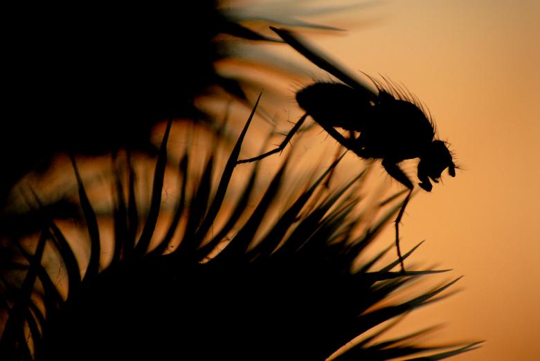 Free stock image of Sunset fly created by barry russell