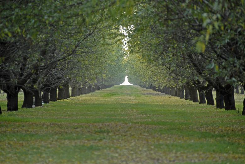 Free stock image of The Grove created by j. l. johnson