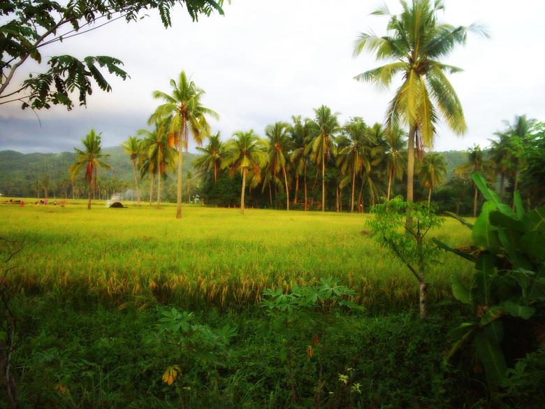 Free stock image of Rice field created by bryan silva