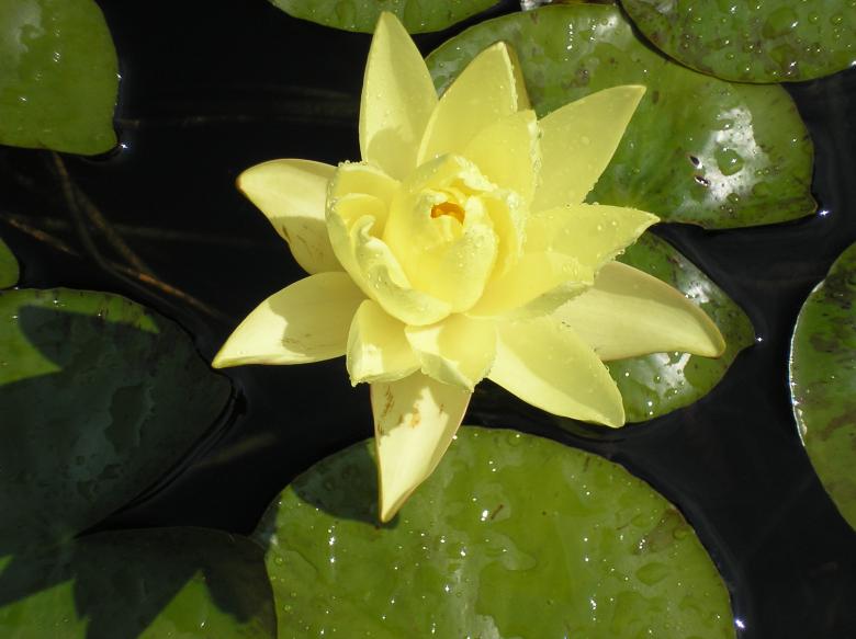 Free stock image of Proud Beauty created by deb jencks