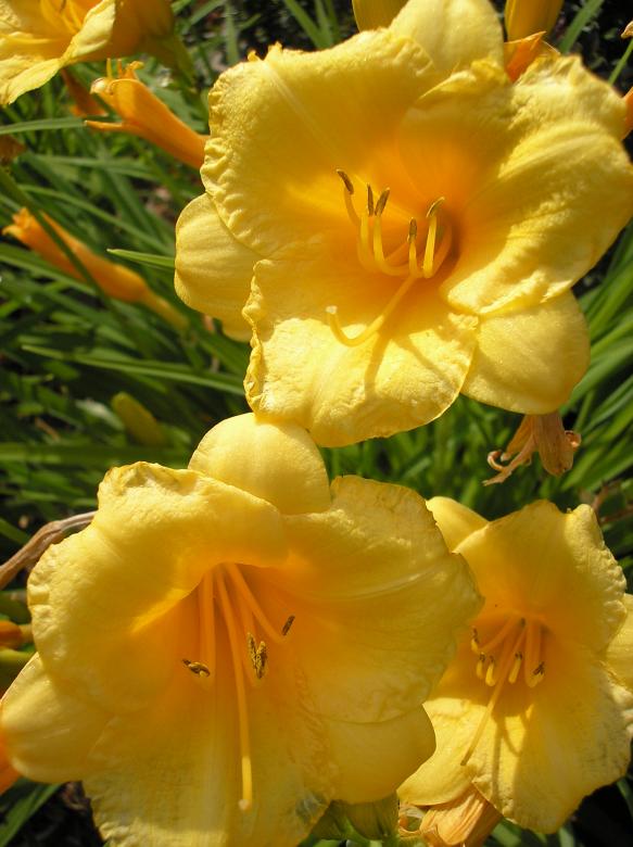 Free stock image of Golden Grace created by deb jencks