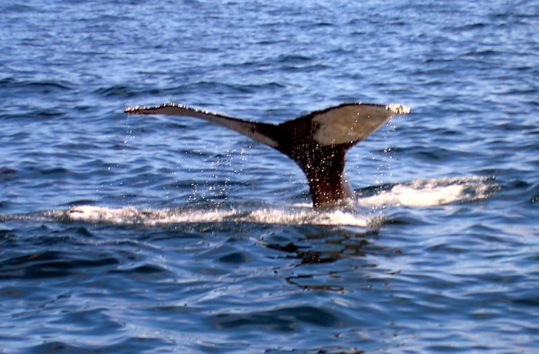 Free stock image of Whale of a tail created by deb jencks