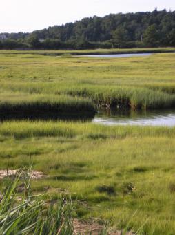 Gloucester, MA salt marsh - Free Stock Photo