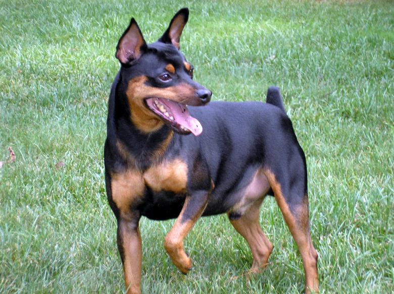 Free stock image of Loki created by deb jencks